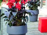 Romantic canna lilly for sale