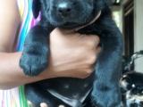 Labrador puppy for sale