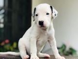 dalmatian puppy for sale