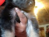 German Shephard puppyt for sale