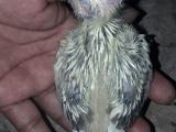 cocktail bird for sale