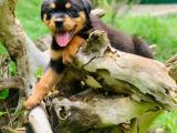 tottweiler puppy for sale