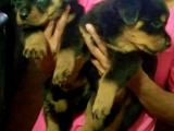 rottweiler puppy for sale