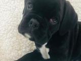 Dark Boxer puppy for sale