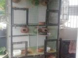 birds & cage for sale