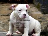 bully puppy for sale