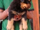 rottweiler puppy for sale