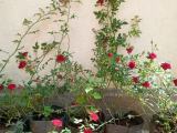 red climbing roses vine  plants  for sale