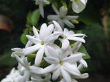 Indian  jasmine plants for sale