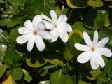 Tiara jasmine plants for sale