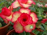 Desert rose 10  colors  plants for sale