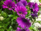 African daisy 03  colors plants for sale