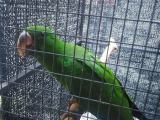 eclectus male for sale