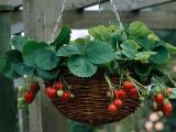 Strawberry plants  for sale