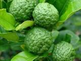 Kaffir lime plants for sale