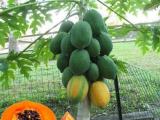 Red lady papaya  plants for sale