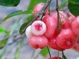 water rose apple  plants for sale