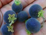 Glooseberry  plants for sale