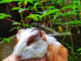 guinea pig for sale