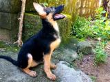 German Shephard puppyt for sale