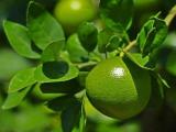 Citrus reculata plants ( පැනි දොඩම් බද්ද පැල )  for sale