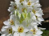 white stars of bethlehem tulips plants