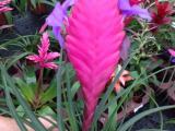 Pink quill bromelia  plants for sale