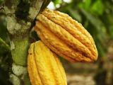 Cocoa  plants ( කොකෝවා පැල ) available