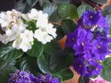 african violet 08  colors available