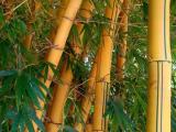 Bambo  tree  plants  03 varieties available