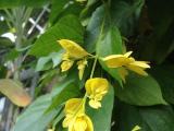 Golden bell vine plants  available ~
