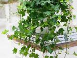 ~ English ivy  vine plants  available ~