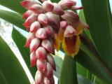 ~ Verigated shell ginger plants   available ~