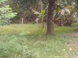 Land sale in Wennappuwa Town Area