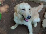 Golden Retriever Grown Up Puppy For Sale Nugegoda Colombo Sri Lanka