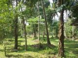 310 PERCH LAND FOR SALE IN KURUNEGALA - URGENT