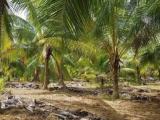 Coconut land for sale