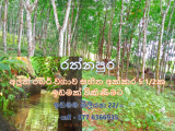රත්නපුර - කුරුවිට නගරය ආසන්නයේ ඉතා සශ්රීක රබර් ඉඩමක් විකිණීමට