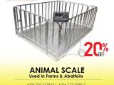 vet digital animal scale livestock scale for pig, sheep,cow