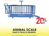 Digital weighing indicator goat farming animal scale