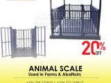 Digital weighing indicator goat farming animal scale