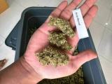 Buy Cannabis Flower Online | Buy Best Weed Strains online