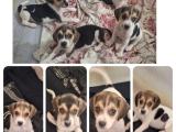 Beagle Puppies