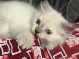 Healthy female vaccinated Persian cat for sale