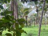 Coconut land sale in Puttalam area