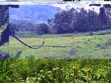 Beautiful hill view Paddy land plus jungle land with old house for sale